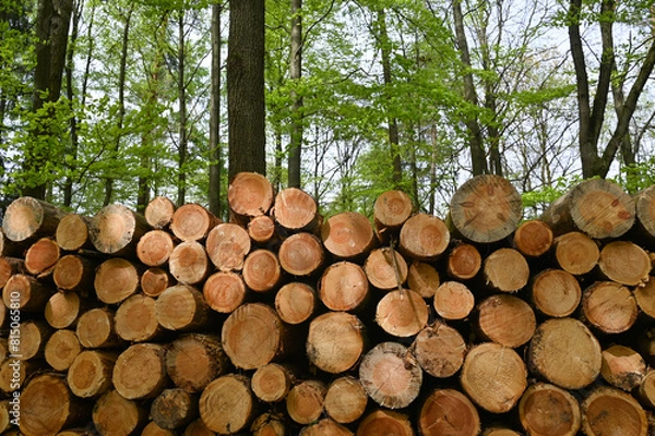 Fototapeta Firewood stored in the forest