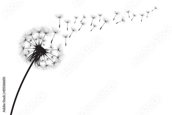 Obraz Vector illustration dandelion time. Black Dandelion seeds blowing in the wind. The wind inflates a dandelion isolated on white background.