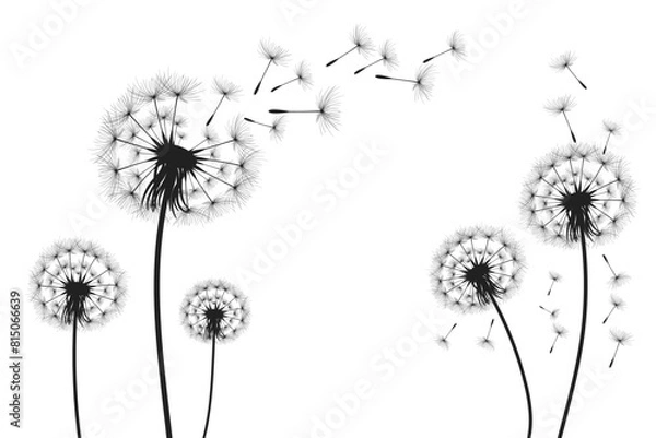 Obraz Vector illustration dandelion time. Black Dandelion seeds blowing in the wind. The wind inflates a dandelion isolated on white background.