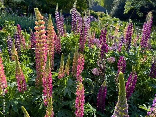 Fototapeta Colorful allium, and lupine blossoms  in a graden in salem, Oregon