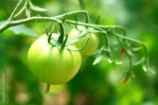 Fototapeta tomato
