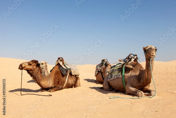 Fototapeta serene desert scene with four camels resting on the sand