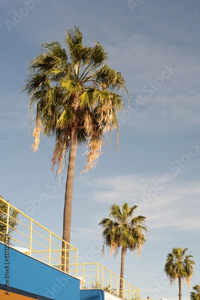 Obraz palm trees and sky