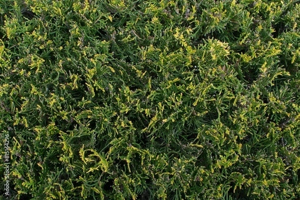 Obraz a background texture of green plants called juniperus 