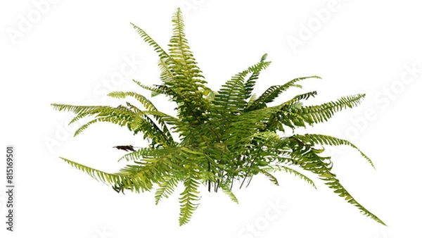 Obraz fern isolated
