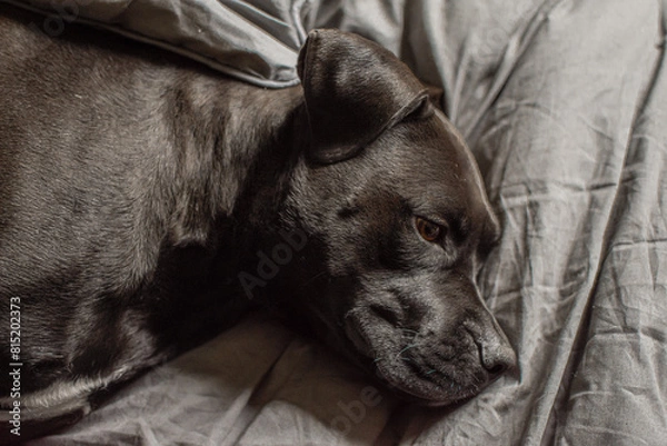 Obraz Black Sleep Dog