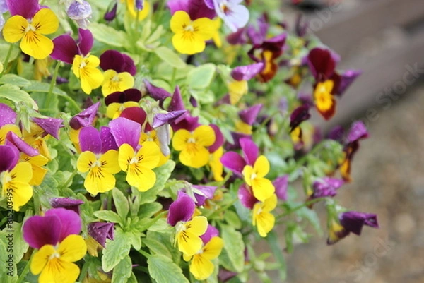 Obraz spring flowers in garden