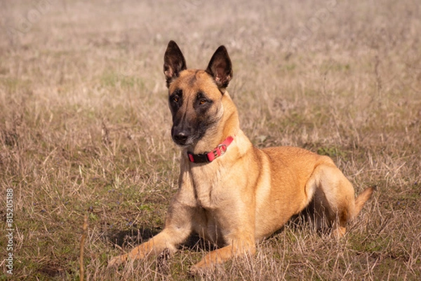Obraz Malinois dog, head, looking straight, background, purebred dog