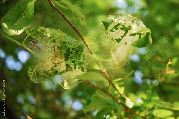 Fototapeta Yponomeuta evonymella caterpillars in a white web on a bird cherry tree. The bird cherry ermine is a species of moth.