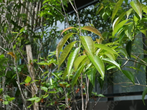 Obraz ナナミノキの葉っぱをクローズアップ