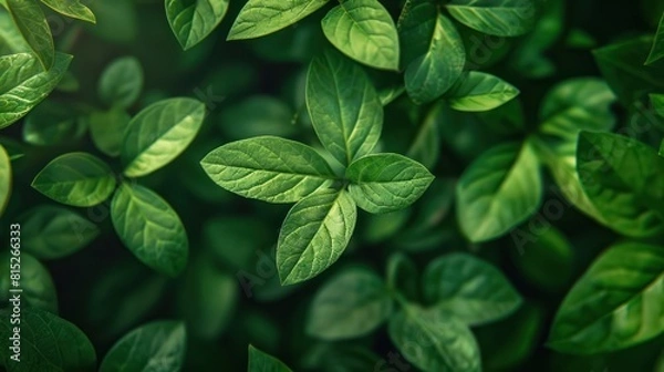 Fototapeta Vibrant Verdant Backdrop: A Stunning Lush Green Background for Your Design Needs