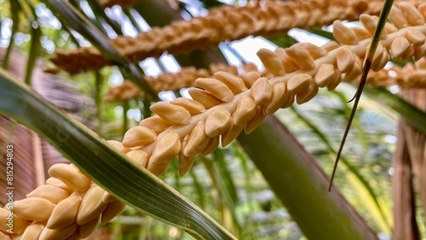 Fototapeta Close-up of a Vibrant Yellow Coconut Spadix or Coconut Inflorescence