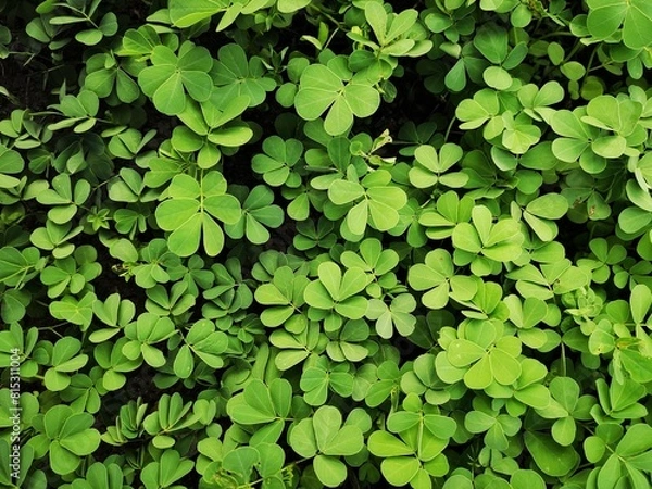 Obraz green leaves background