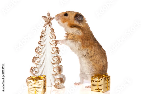 Obraz Hamster with christmas present