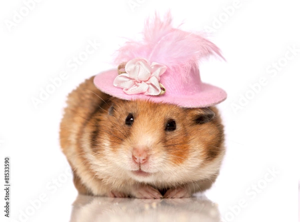 Obraz Hamster wearing hat