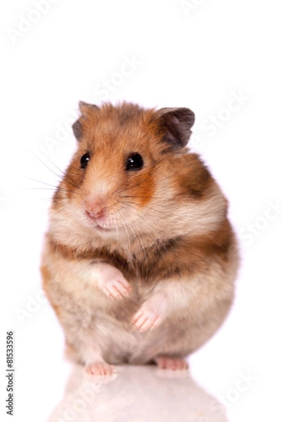 Obraz Hamster isolated on a white background