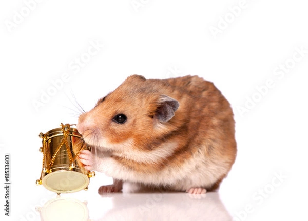 Obraz The hamster with drum isolated on a white background
