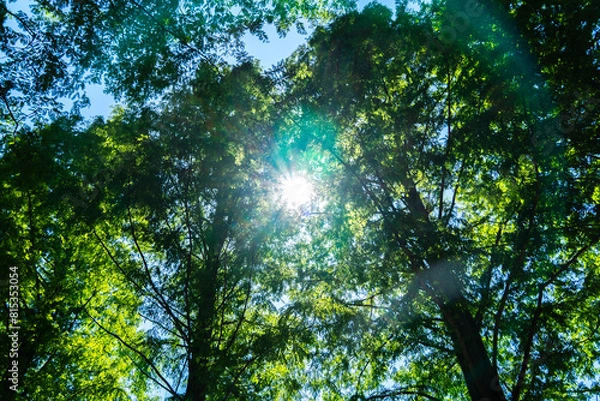 Fototapeta 新緑のメタセコイア並木道