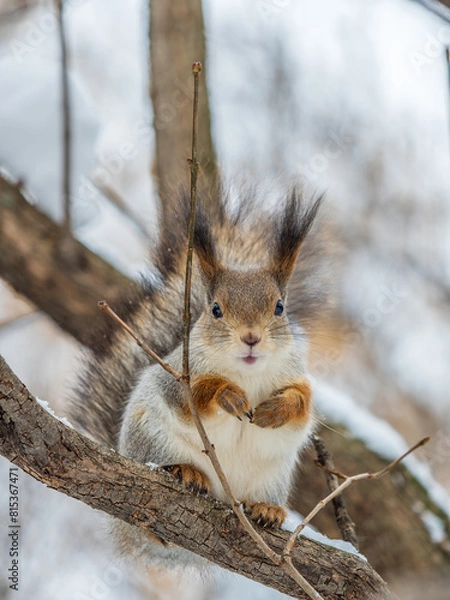 Obraz The squirrel sits on a branches without leaves in the winter or autumn