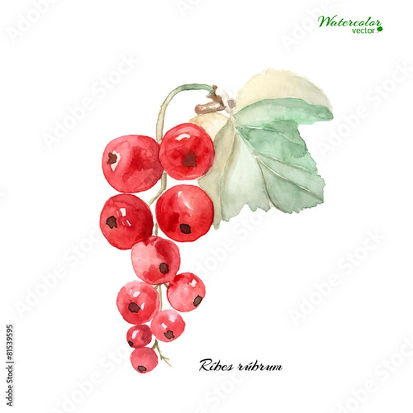 Fototapeta branch of ripe red