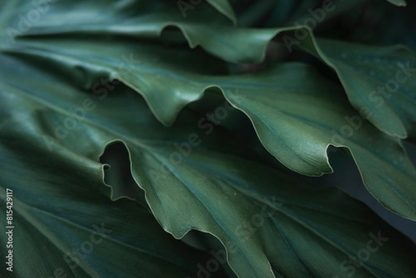 Obraz 大温室 神代植物公園