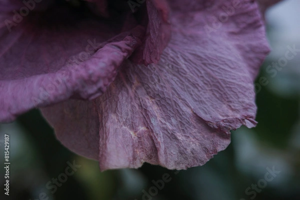 Obraz 大温室 神代植物公園　花びら