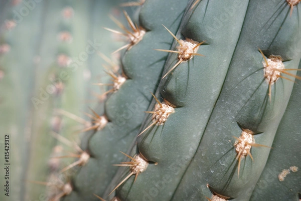 Obraz 大温室 神代植物公園　サボテン