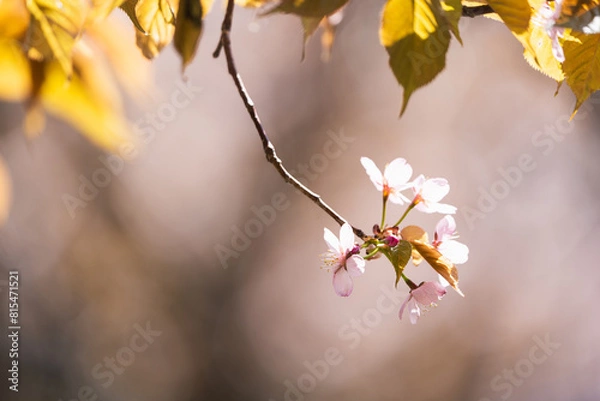 Fototapeta 桜の花