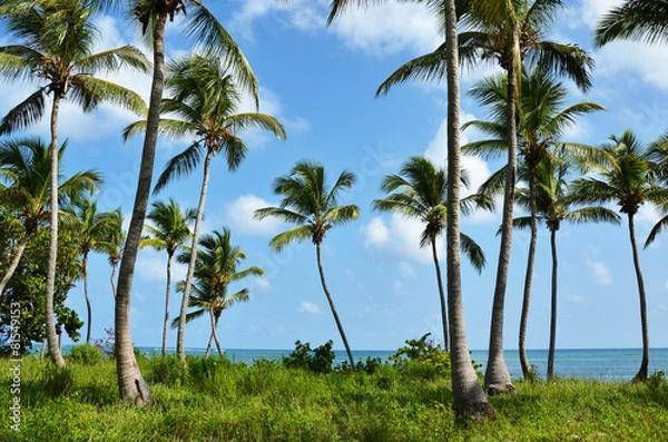 Obraz palm trees sea