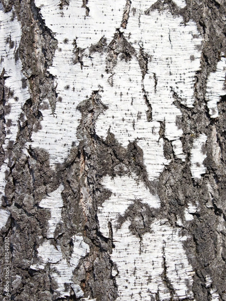 Fototapeta Close up texture of bark of a birch