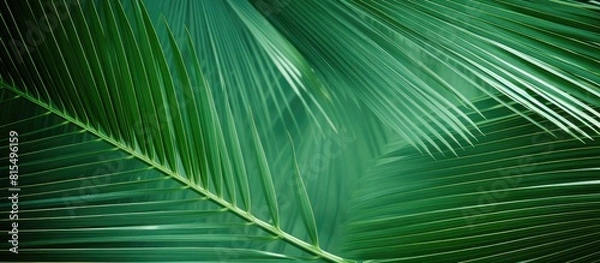 Fototapeta Close up image of palm leaves in the background ideal for wallpaper as a backdrop for text or for advertising purposes Perfect as a copy space image