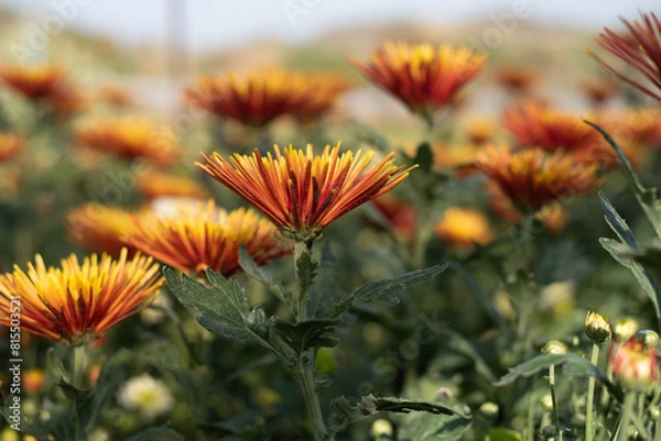 Obraz Beautiful orange chrysanthemum in the garden