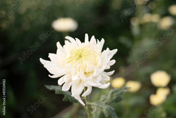 Obraz Beautiful white chrysanthemum in the garden
