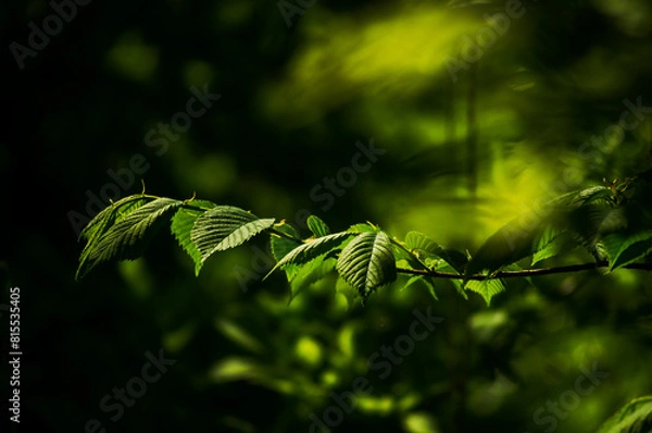Fototapeta Tree branch with green leaves on a dark background