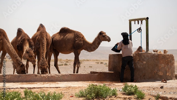 Obraz Berber watering desert dromedaries in South Morocco