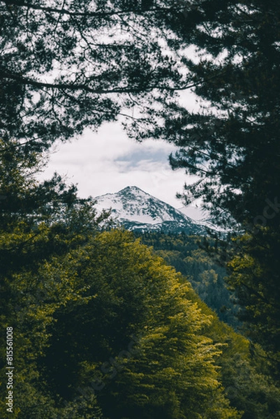 Fototapeta Beautiful snowy peak on the snowy mountains captured trough the branches of a dark beech forest.
