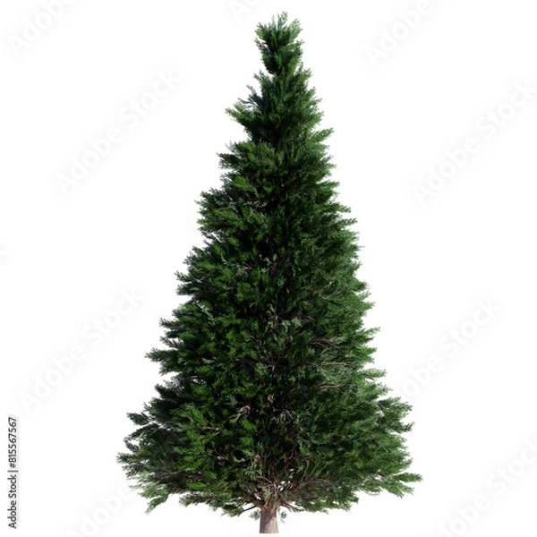 Obraz tree isolated on white or transparent background