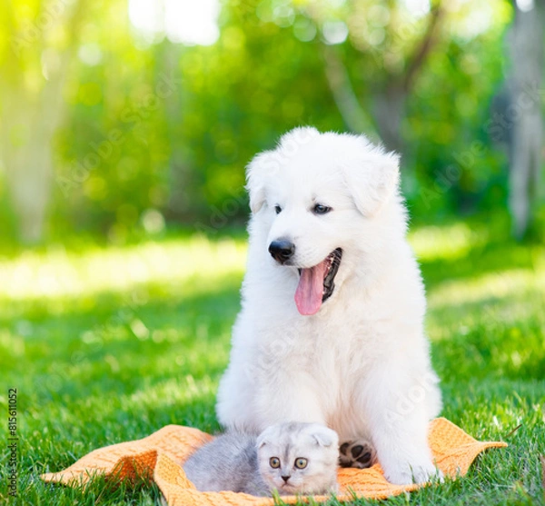 Fototapeta White Swiss Shepherd`s puppy sits with tiny kitten on green grass
