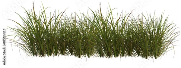 Obraz Cutout meadow grass  field on transparent background