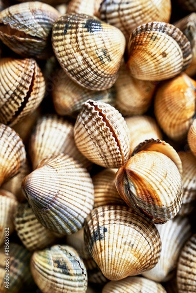 Fototapeta Background of Fresh Cockles: Textured shells displayed in a top view with selective focus. Featuring the Cerastoderma edule species in a captivating close-up.
