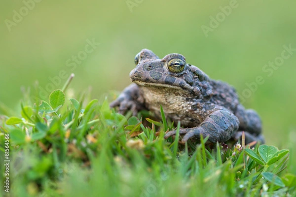 Fototapeta Bufo virdis
