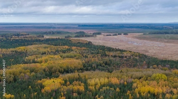 Fototapeta Aerial view of the autumn-colored woodland and Muraka bog in Alutaguse National Park, Estonia.