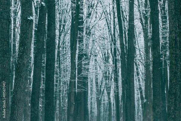 Fototapeta Winter forest texture with tree trunks and lace of snowy branches