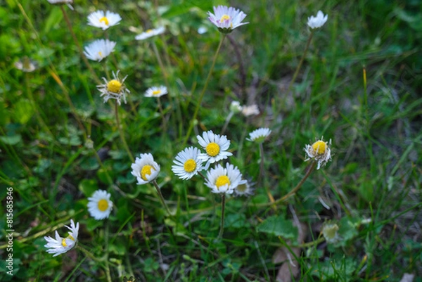 Fototapeta daisies in a meadow closeup in the green grass. top view. Spring concept. Natural background	
