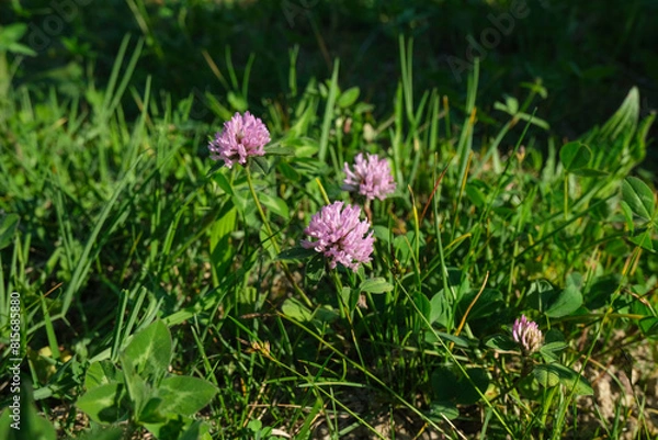 Fototapeta Clover flower in field. Purple wildflowers across green leaves close-up in the meadow. Natural background.	
