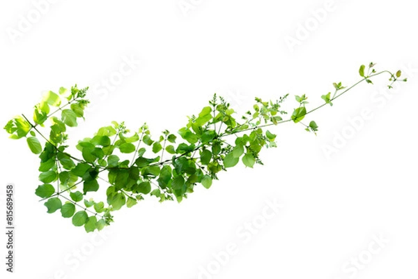 Obraz leaf vine Isolate on transparent background PNG file