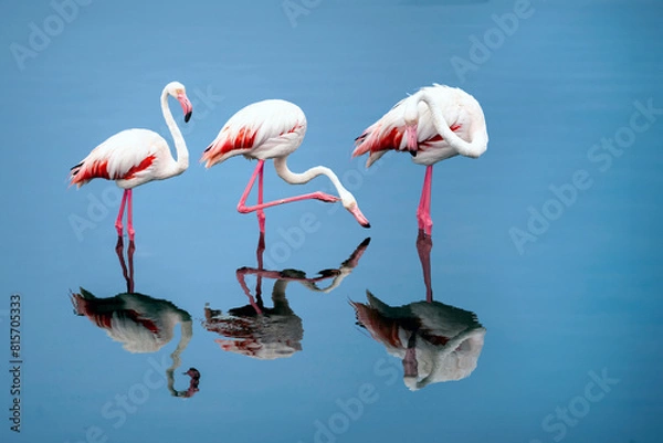 Obraz Flamingos
