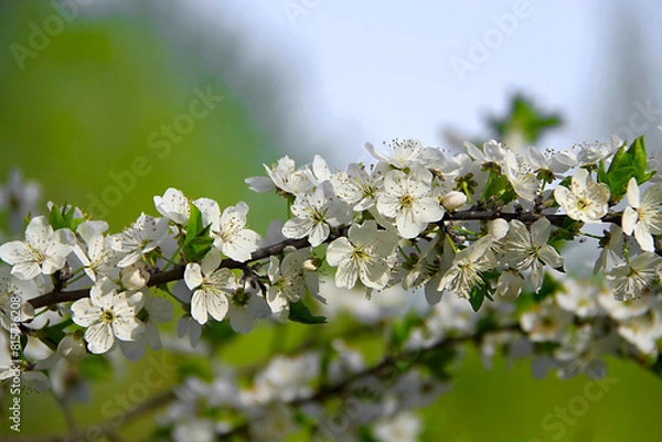 Obraz - a blossoming white cherry branch