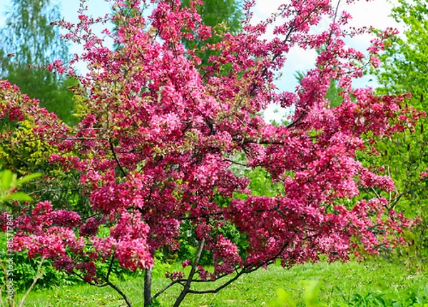 Obraz - red-leaved, red-berry apple blossoms