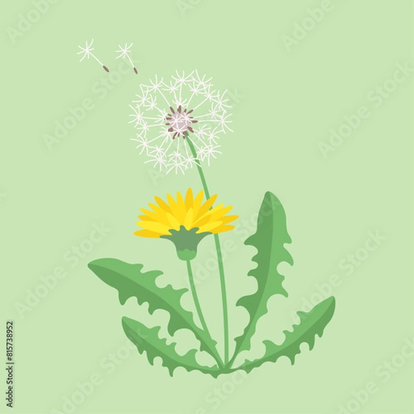 Obraz Dandelion. Plant. Flowers and leaves. Color vector image.